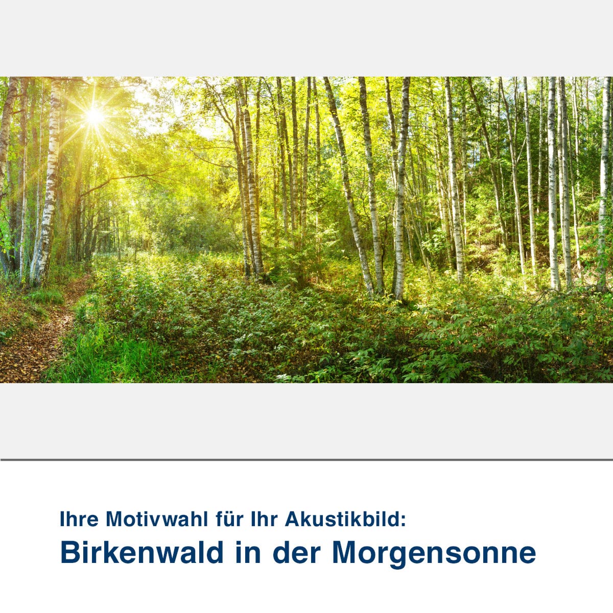 Akustikbild Motiv Birkenwald in der Morgensonne