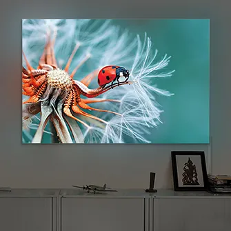 LED-Leuchtbild Marienkäfer auf einer Pusteblume