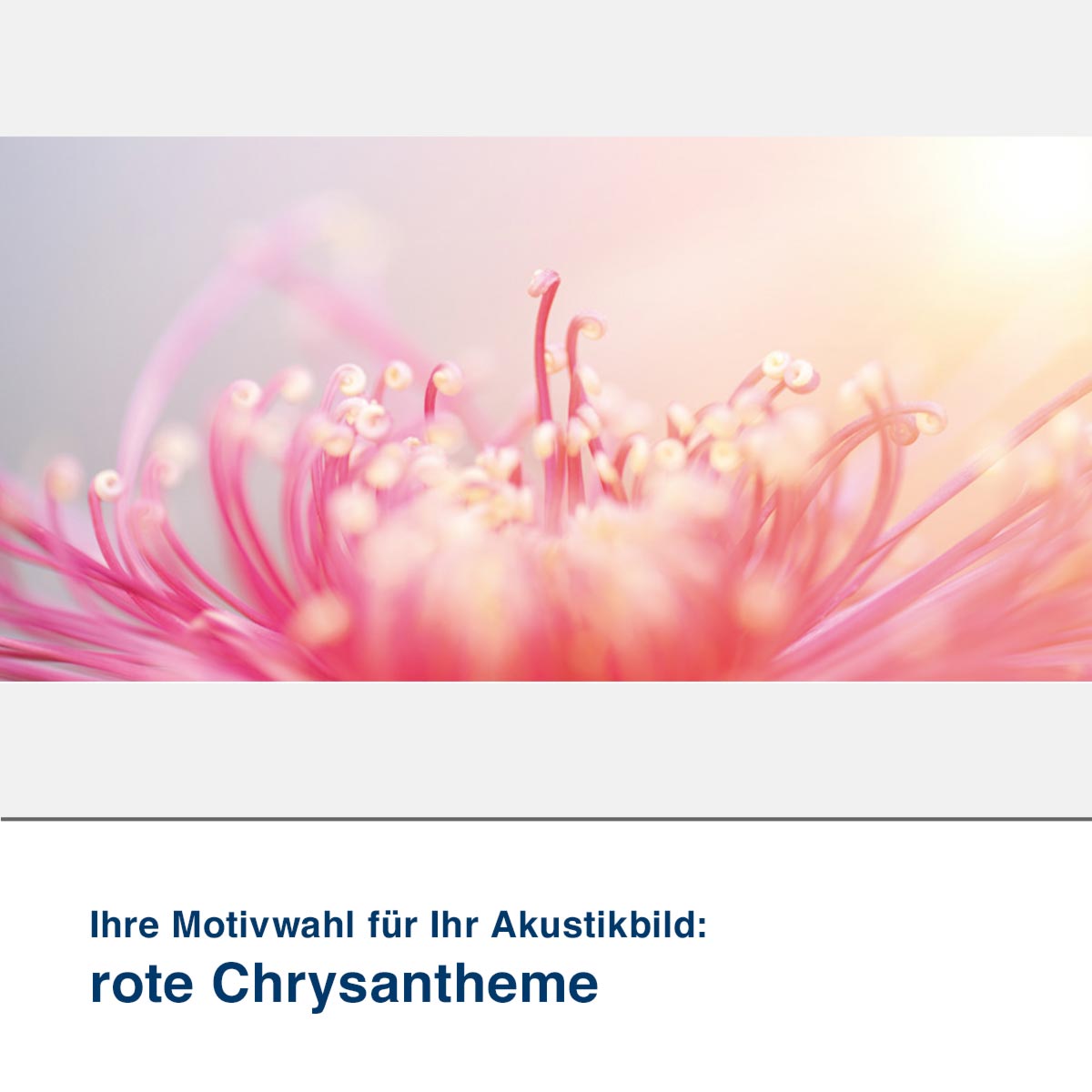 Akustikbild Motiv rote Chrysantheme
