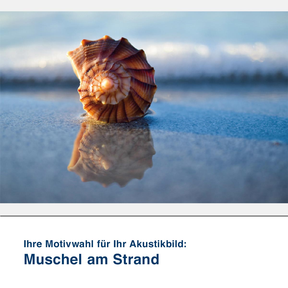 Akustikbild Motiv Muschel am Strand