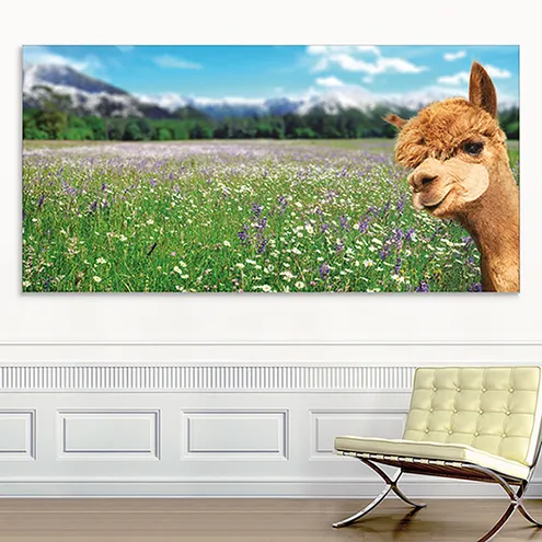 Akustikbild Blumenwiese mit Alpaka