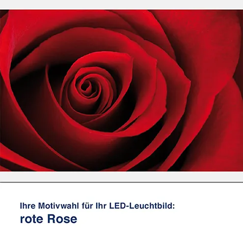 LED-Leuchtbild Rote Rose