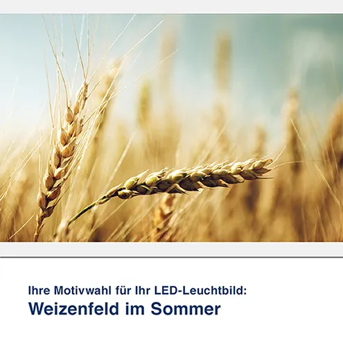 LED-Leuchtbild Weizenfeld im Sommer