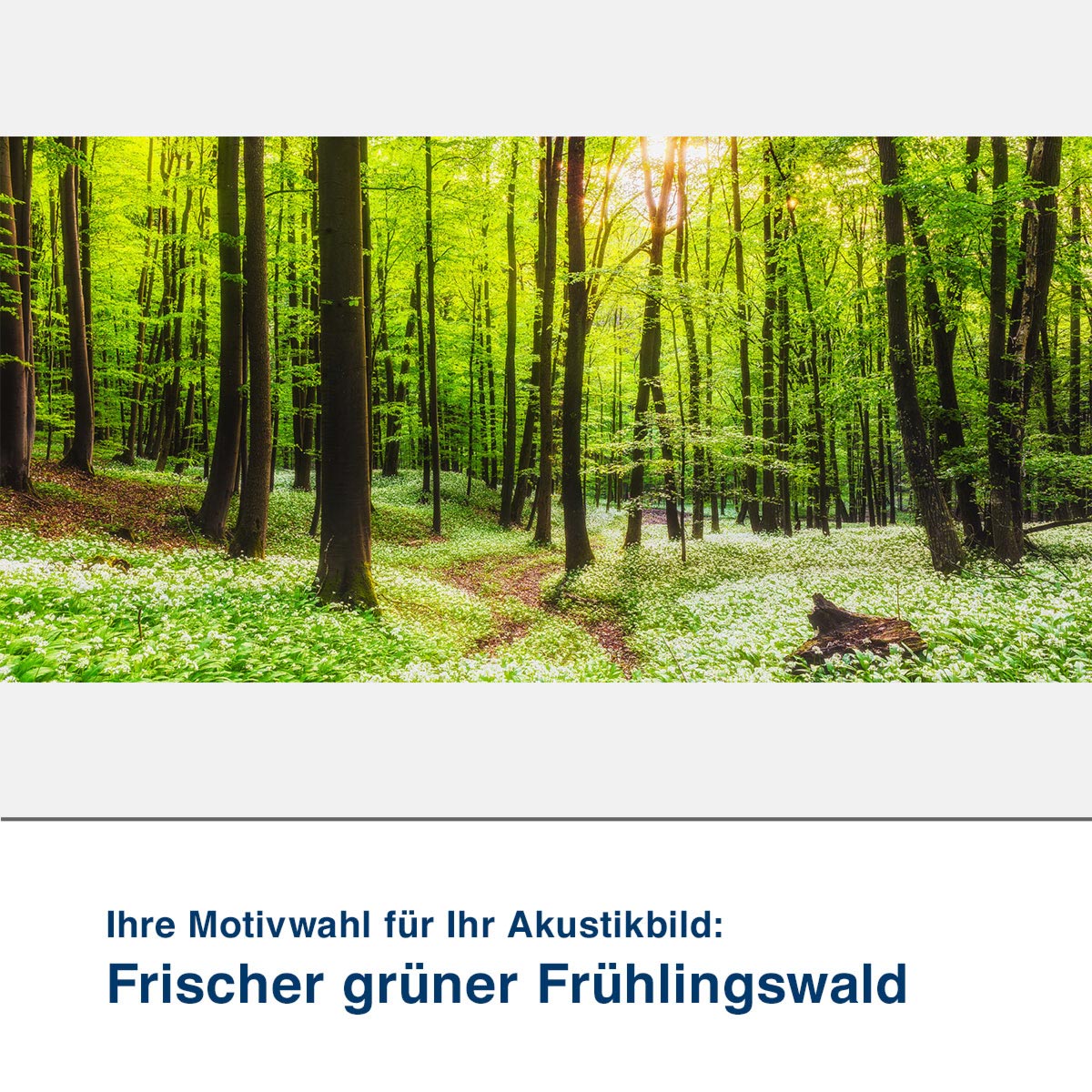 Akustikbild Motiv Frischer grüner Frühlingswald 