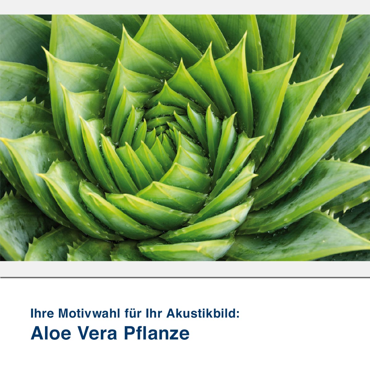 Akustikbild Motiv Aloe Vera Pflanze