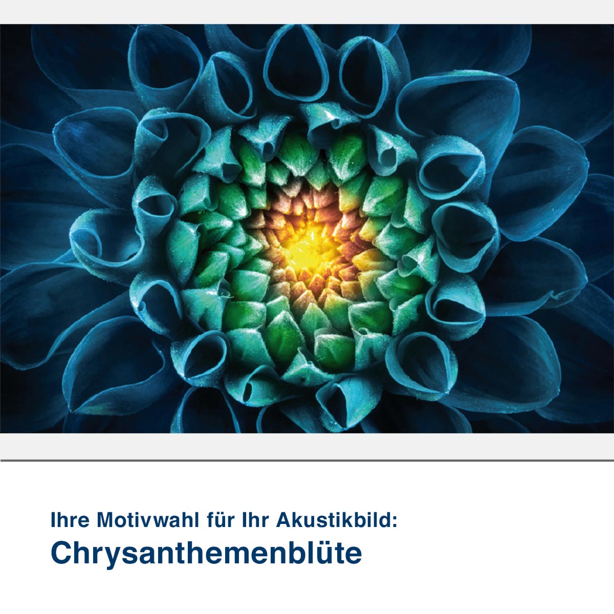 Akustikbild Motiv Chrysanthemenblüte