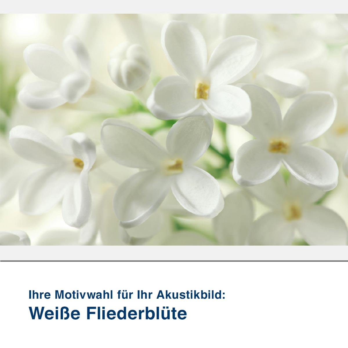 Akustikbild Motiv Weiße Fliederblüte