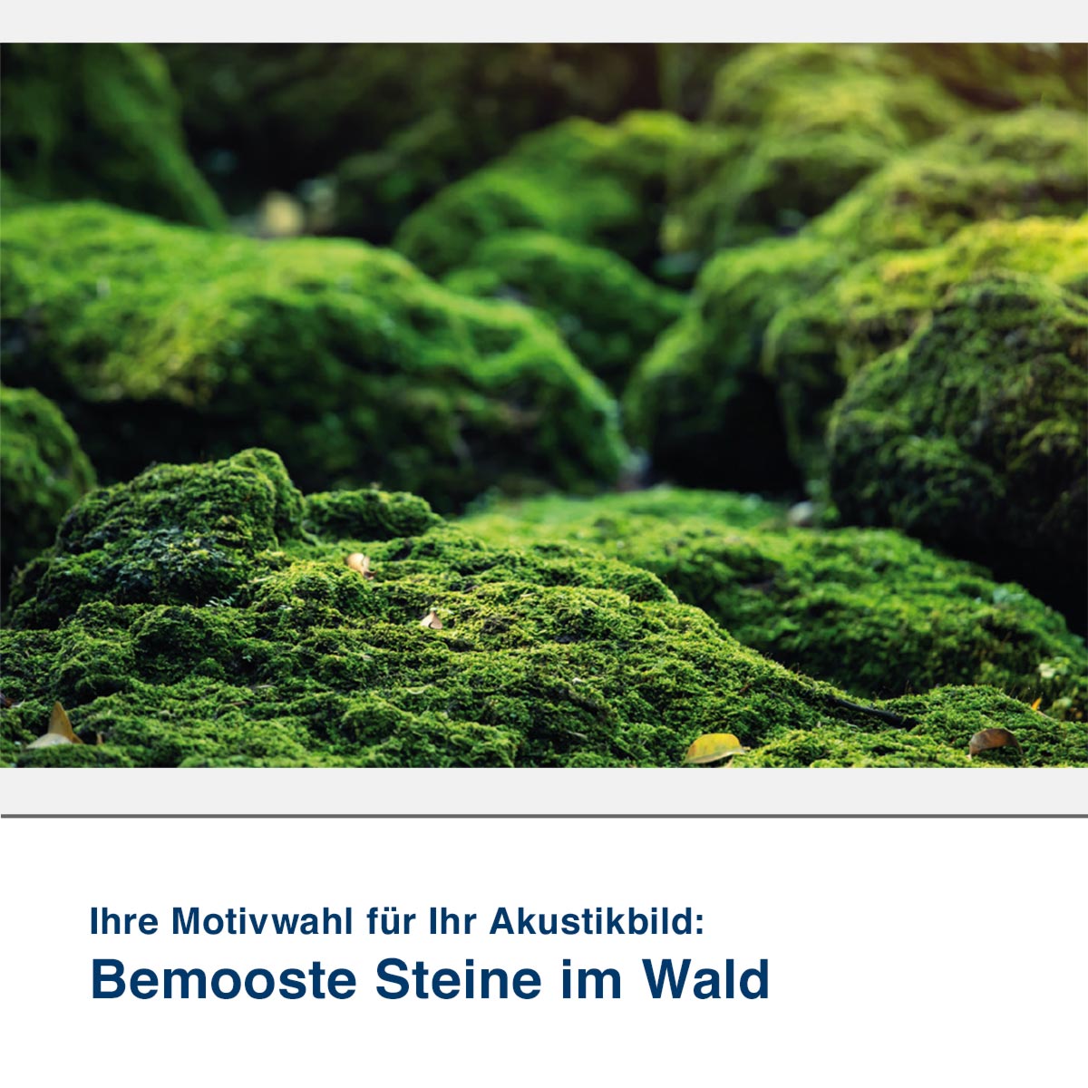 Akustikbild Motiv Bemooste Steine im Wald