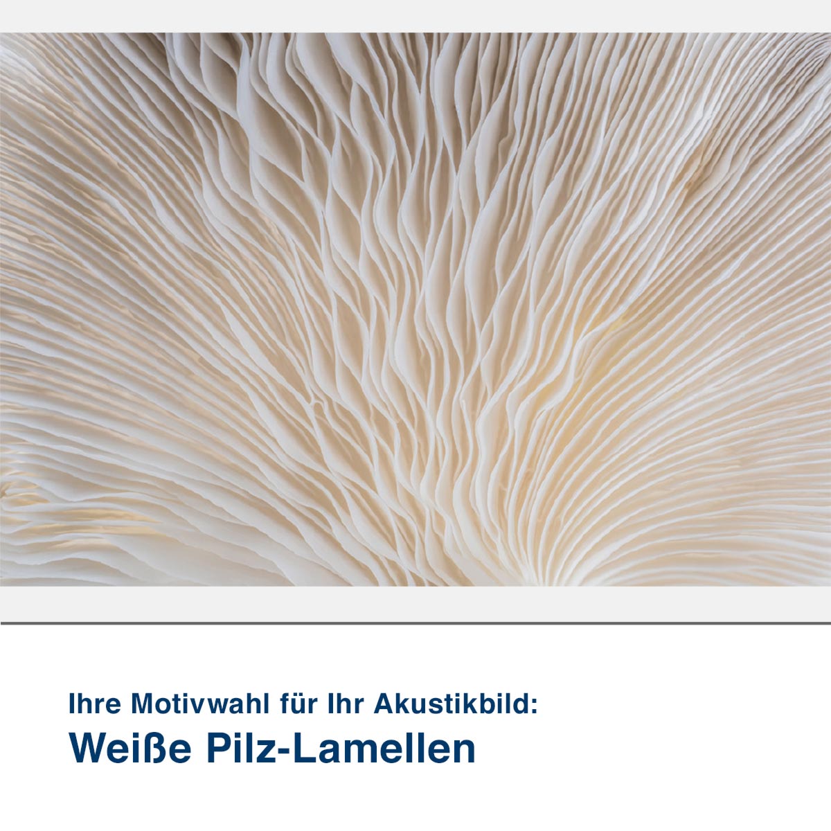 Akustikbild Motiv Weiße Pilz-Lamellen