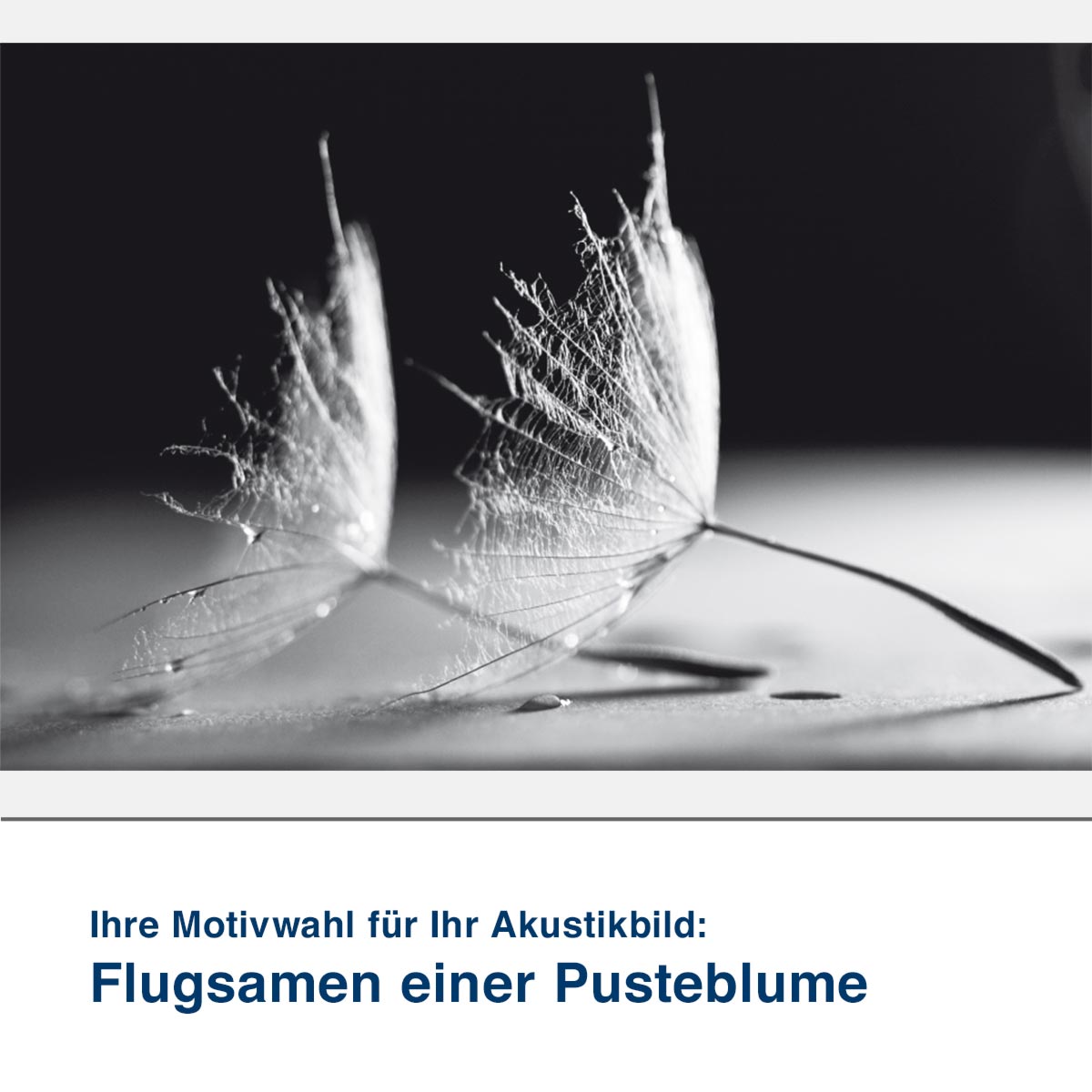 Akustikbild Motiv Flugsamen einer Pusteblume