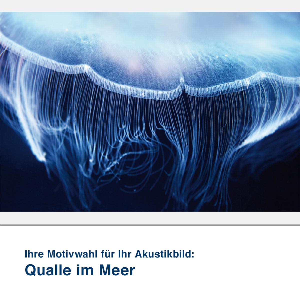Akustikbild Motiv Qualle im Meer