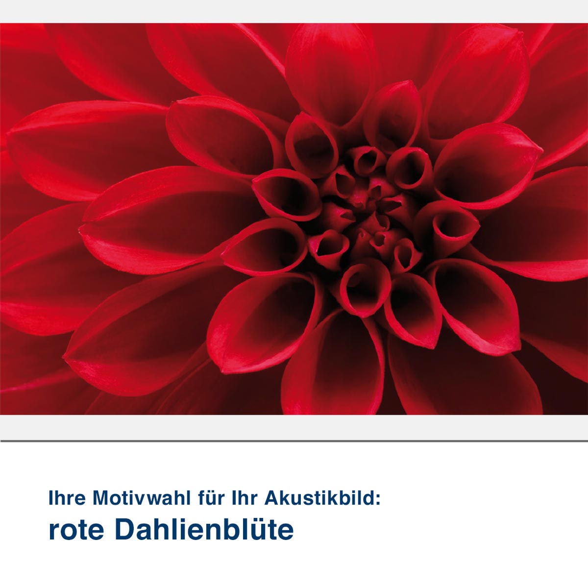 Akustikbild Motiv rote Dahlienblüte