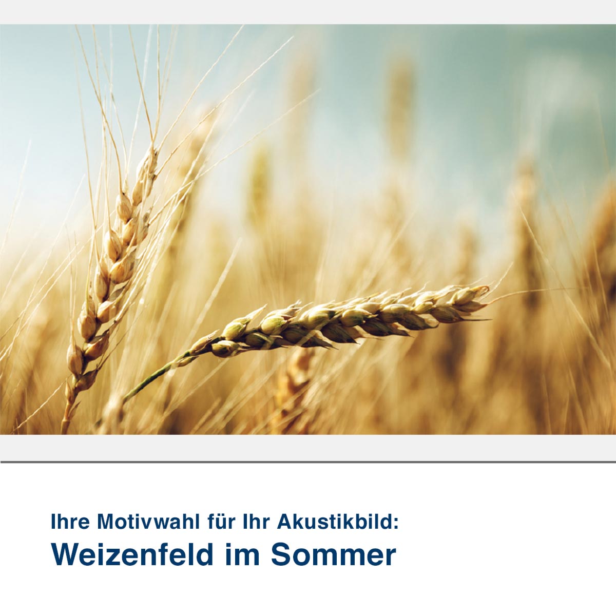 Akustikbild Motiv Weizenfeld im Sommer