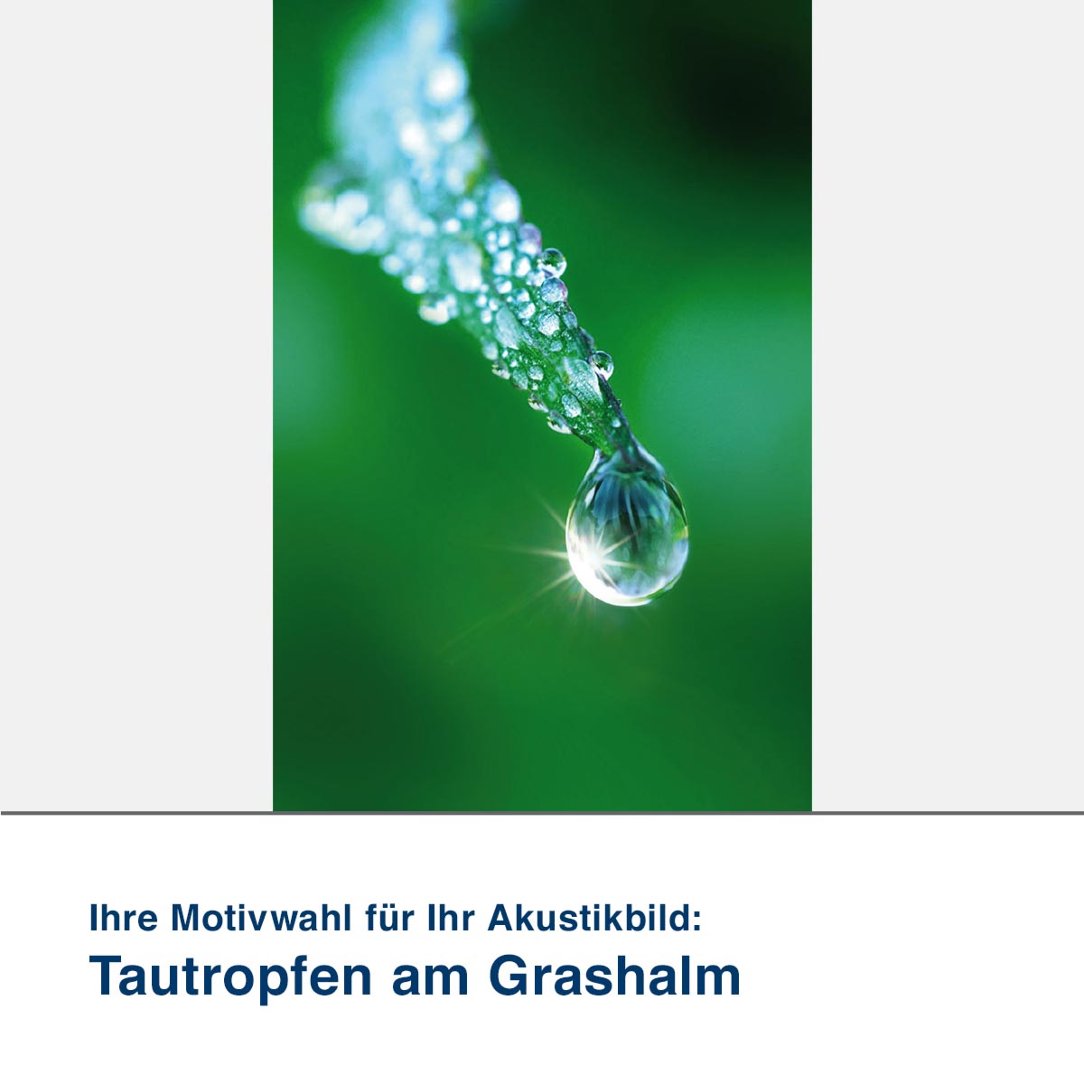 Akustikbild Motiv Tautropfen am Grashalm