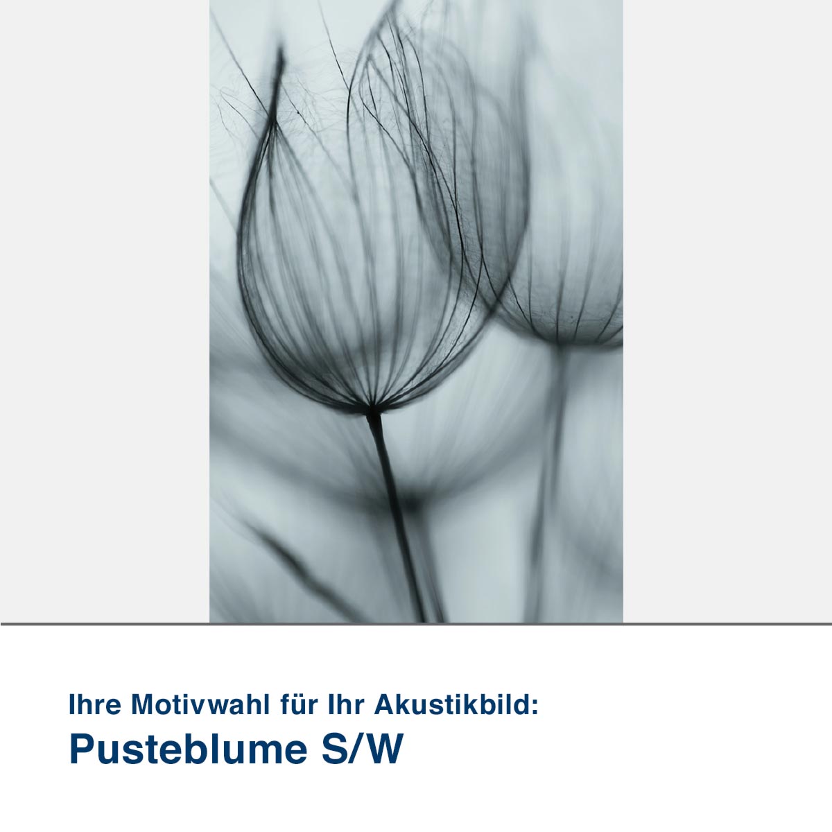 Akustikbild Motiv Pusteblume S/W