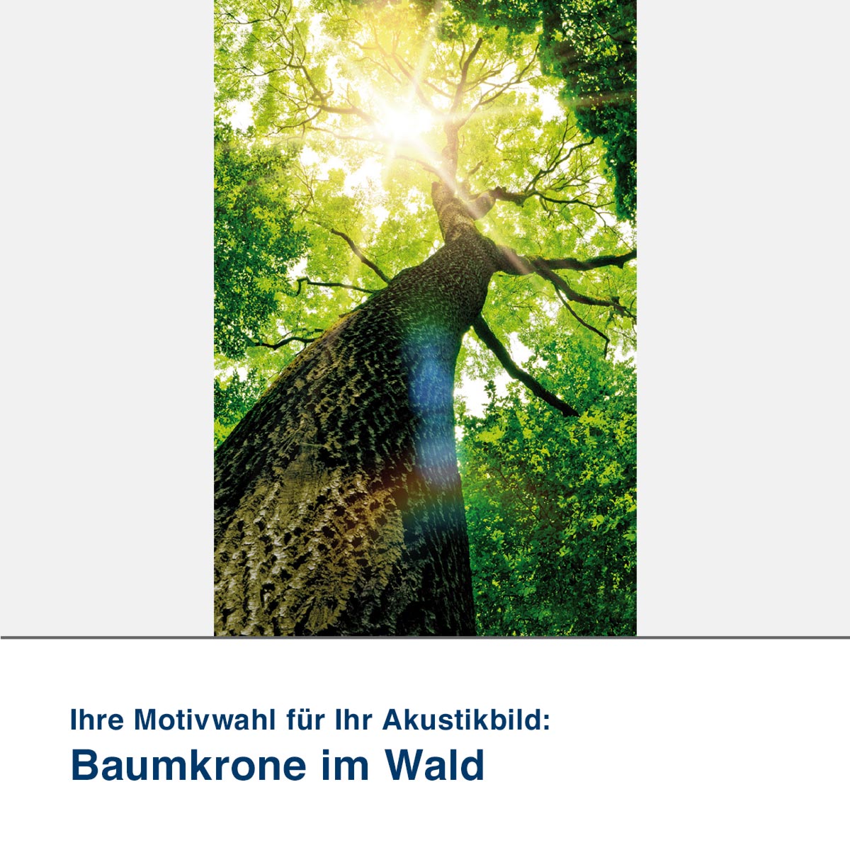 Akustikbild Motiv Baumkrone im Wald