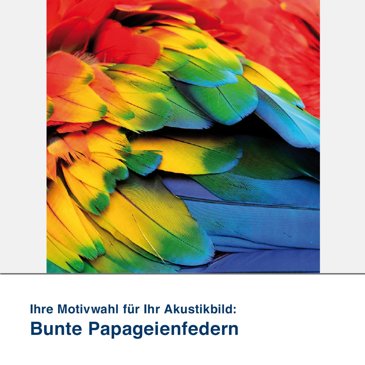 Akustikbild Motiv Bunte Papageienfedern