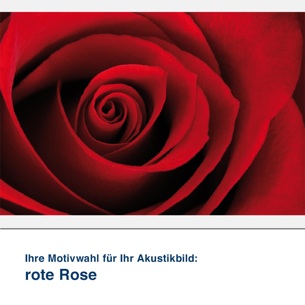 Akustikbild Motiv rote Rose
