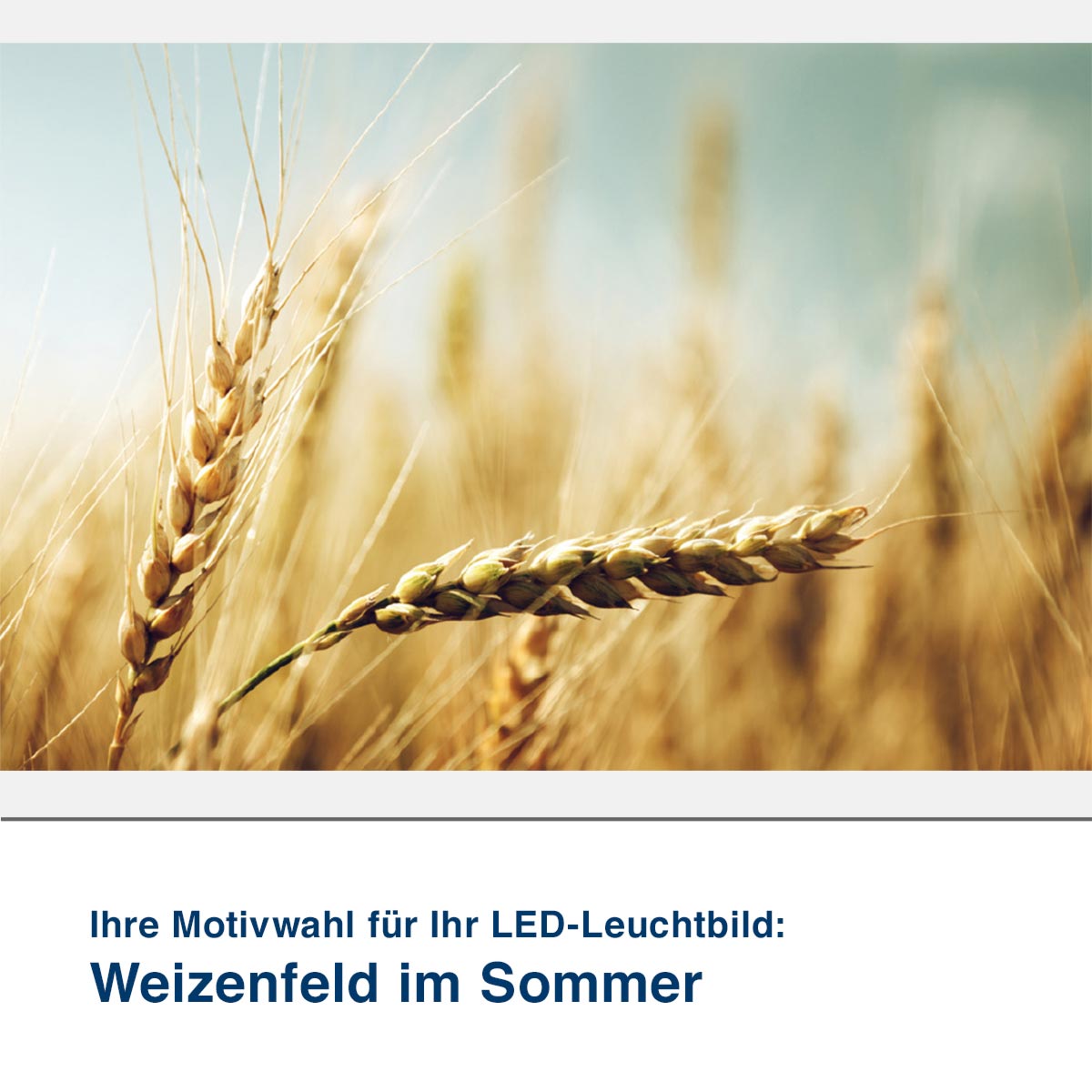 LED-Leuchtbild Weizenfeld im Sommer