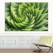 Akustikbild Aloe Vera Pflanze