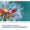 Akustikbild Motiv Marienkäfer auf einer Pusteblume