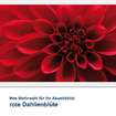 Akustikbild Motiv rote Dahlienblüte