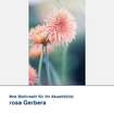Akustikbild Motiv rosa Gerbera
