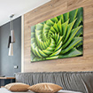 Akustikbild Aloe Vera Pflanze