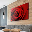 Akustikbild rote Rose