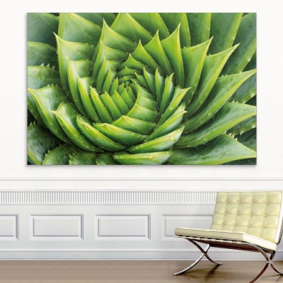 Akustikbild Aloe Vera Pflanze
