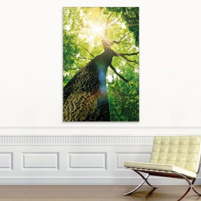 Akustikbild Baumkrone im Wald